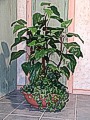 blumen_kl.jpg Pflanzen zum verdeckten Einbau unserer Videosysteme