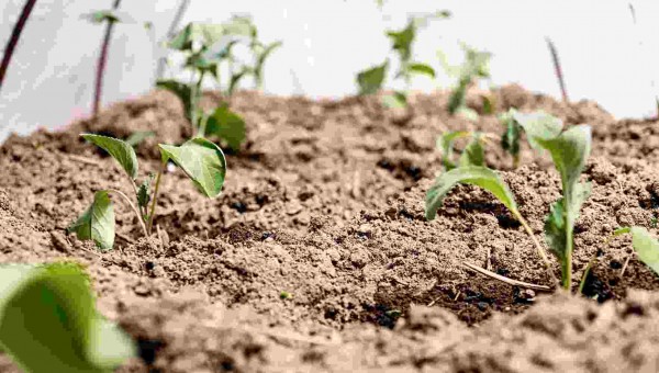 living-soil-als-vorteil-f-r-hohen-ertrag